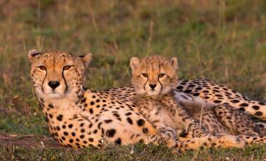 Cheetah family in the Masai Mara (Image by Paul Goldstein)