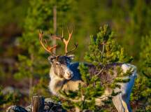 Bosnia & Herzegovina