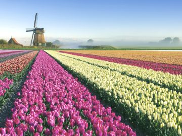 The Netherlands